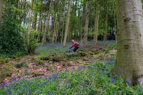 A mountain biker passes the bluebells in Esholt Woods in West Yorkshire near Leeds and Bradford