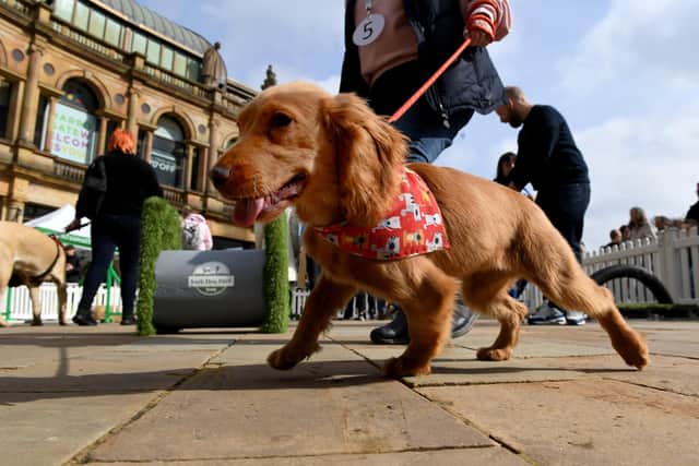 Harrogate BID's town centre dog show took place on Easter Saturday.
Picture Gerard Binks.