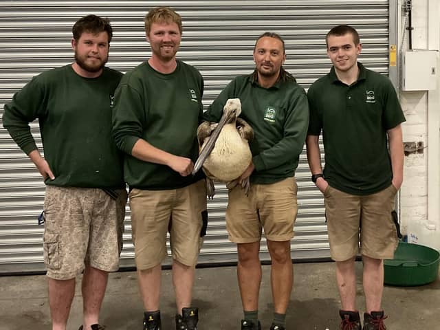 A pelican that has been missing from Blackpool Zoo for almost three weeks has been found in Knaresborough