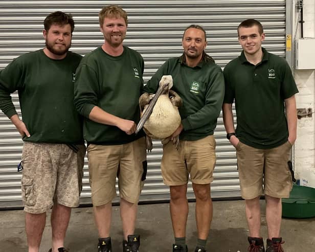 A pelican that has been missing from Blackpool Zoo for almost three weeks has been found in Knaresborough