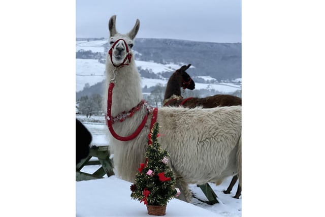 The Llamas 'Christmas Cuddles Festive Experience' is guaranteed to cheer up anyone feeling down this winter.