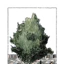 Consciously Chic Garden