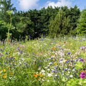 Encourage insects into green spaces. Photo: Adobe