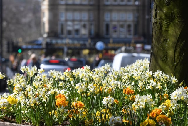 The daffodils in the planters on Cambridge Street in full bloom