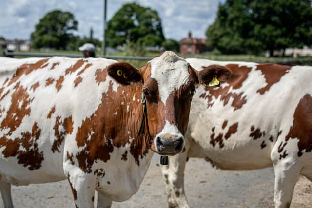 Women trapped after climbing tree to escape herd of cows rescued by Ripon firefighters