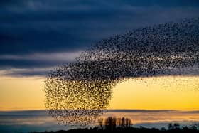 The starling's hypnotic 'cloud dance' is known as ‘one of the most awe-inspiring visual displays on your doorstep’.