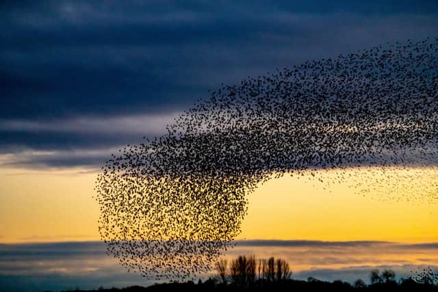 The starling's hypnotic 'cloud dance' is known as ‘one of the most awe-inspiring visual displays on your doorstep’.