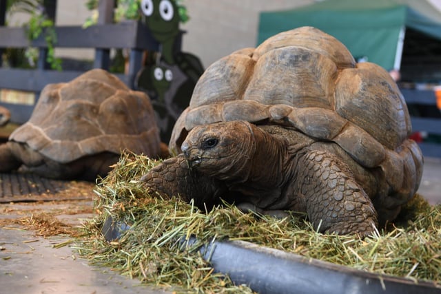 Crowds take a closer look at Mable, the 35-year-old Aldabra giant tortoise