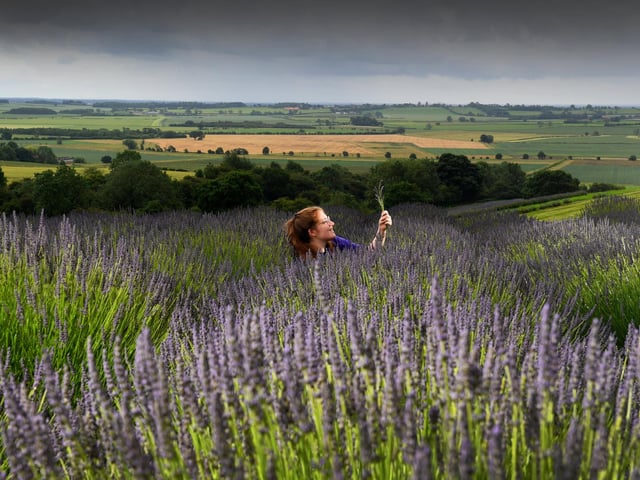 Yorkshire Lavender, Terrington, open all year. Walk among lavender flowers with their stunning array of different colours including whites, pinks, blues, lilacs to magnificent deep lavender purples with a range of distinct and heady scents for a truly wonderful experience. Come and see unique Lavender Maze, Mediterranean Dry Garden, Sensory Garden, Purple Patch Garden, Themed Gardens, Stream Garden, Wibbly Wobbly Way and Bog Garden. There is also Natural Wildflower Grassland Meadow, arguably Yorkshire’s largest Snakes and Ladders, Lynne Goodwill Memorial Garden and Sculpture Park.