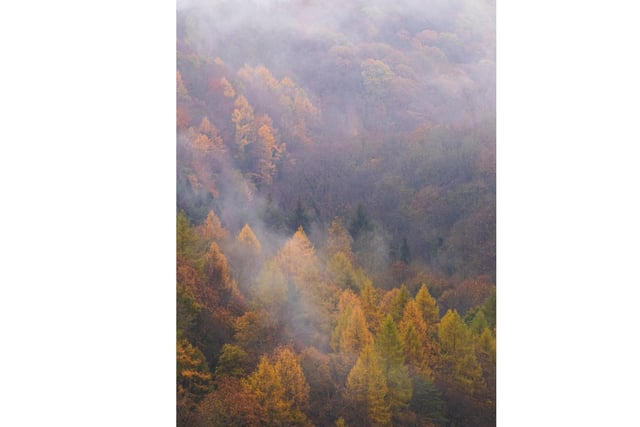 The image captures the mist over Hackfall Wood, River Ure Valley near Grewelthorpe, during the Autumn.