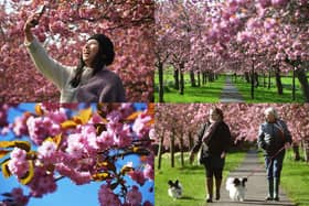 We take a look at 15 beautiful photos of the cherry blossom trees in full bloom on the Stray in Harrogate