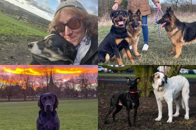 We take a look at some adorable pictures of Harrogate dogs enjoying a walk across the district during Dog Walking Month