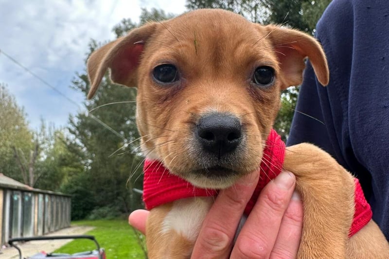 Stanway is an eight-week-old Staffordshire Bull Terrier who is a very sweet little puppy who will make the most fantastic addition to the family. He is everything a little puppy should be - playful, cheeky, happy and most of all very loving.