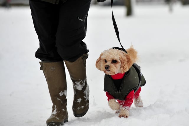 Pippin the dog wrapped up in her coat and enjoying her walk in the snow back in 2021