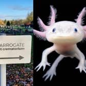 An Axolotl was one of the first animals to be cremated at the new pet crematorium that has opened in Harrogate