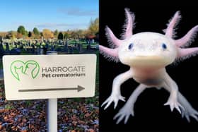 An Axolotl was one of the first animals to be cremated at the new pet crematorium that has opened in Harrogate