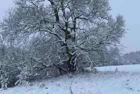 Harrogate postponement - T he Board of Long Lands Common has now written to supporters of the major community woodland project, letting them know that they have “reluctantly decided to cancel this Saturday’s Guided Walk.” (Picture contributed)