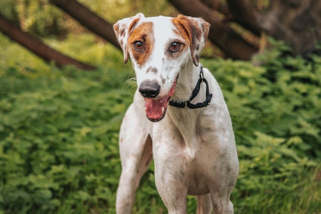 Wilson is a three-year-old Lurcher who came to the centre via the local dog warden after he was found tied up and abandoned in terrible condition. Wilson had a very painful skin condition for which he has been on treatment for. It has been a long road to recovery for Wilson but he is finally ready to start looking for his forever home. He is an affectionate dog who just needs a chance to shine.