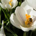 Junior soldiers from the Army Foundation College will plant 10,000 white crocuses on the Harrogate Stray this weekend