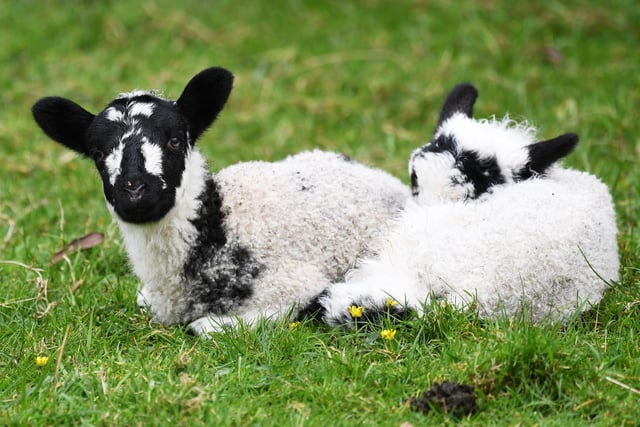 Two lambs enjoying the spring sunshine in a field just outside the village of Summerbridge in Harrogate