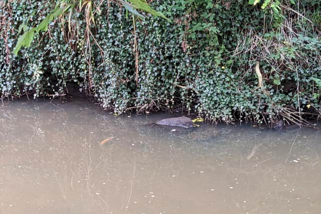 Dead fish are visible in this photo taken by Harrogate resident Adrian Davy on the morning of September 10, 2022 at Oak Beck in the aftermath of the spillage.