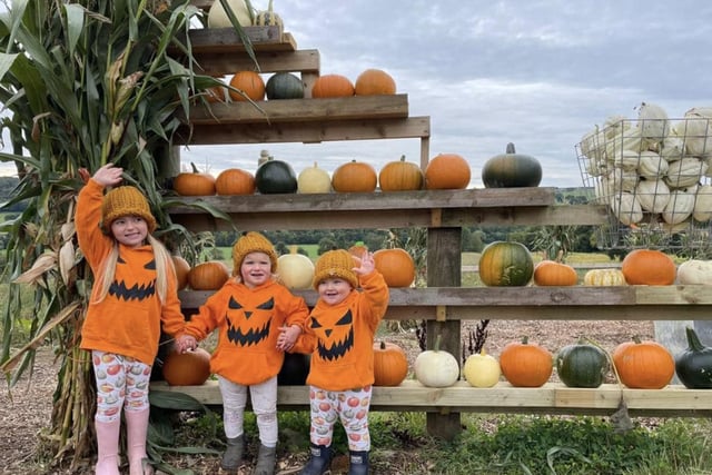 The pumpkins come in all different shapes, sizes and colours.