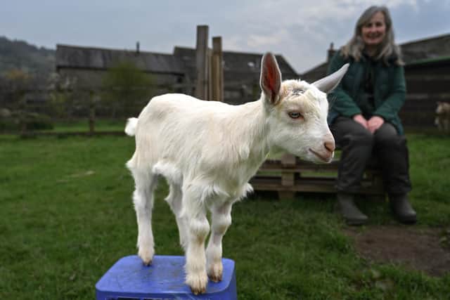Goat kid at Corn Close Farm causing mischief with his siblings