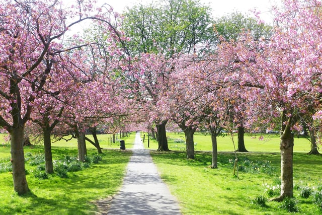 The beautiful cherry blossom trees in the spring sunshine on the Stray in Harrogate, sent in by Roger Litton