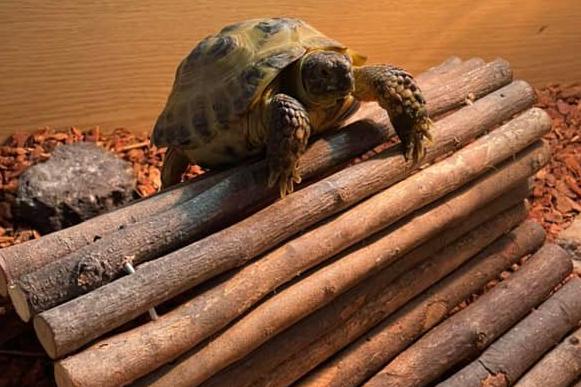 Doing his daily steps ...