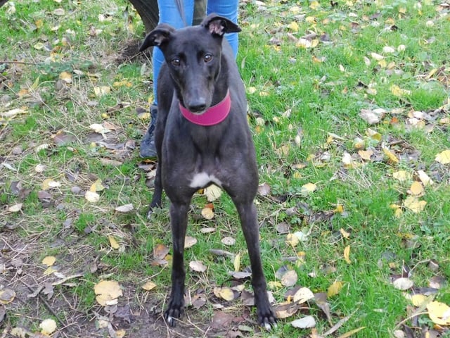 Jemima is a four-year-old Greyhound who came to the centre via an inspector after her needs were not getting met. Jemima is such a loving and affectionate girl who will just snuggle into you for as many cuddles as she can get. She has missed out on so much that we take for granted, as her life was simply being forced to race. Jemima will make a lucky family the best friend they could wish for.