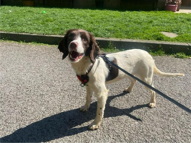 Kim is a one-year-old Springer Spaniel who came to the centre via an inspector after being found living in the most appalling conditions. When she arrived at the centre, her coat was covered in urine, faeces and lots of matts, but she has now started on her road to recovery. She has grown up in a multi dog household and sadly had no experience of the outside world. Kim is coming on great but things must be taken slowly as to not overwhelm her, as everything is a little bit scary at the moment. She will need understanding adopters who will give her the time, patience and love she needs to adjust to living in a family home.