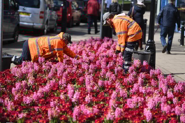 Harrogate Borough Council workers busy keeping the flower beds tidy on Montpellier Hill