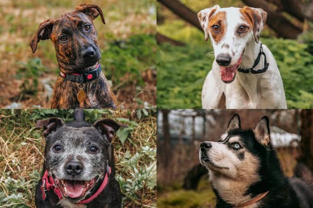 We take a look at 15 dogs that are currently looking for their forever home at the RSPCA York, Harrogate and District branch