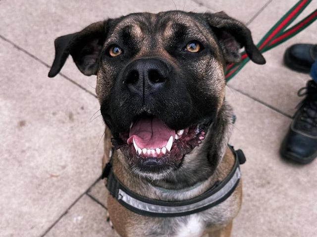 Jamie is a one-year-old female Large Crossbreed who came to the centre after her previous owner tied her to the gates of the centre one morning. Jamie is a shy girl when meeting new people but once she knows you, she is a really lovely and sweet natured girl that just needs stability, and someone she can trust. She is an intelligent dog and has been undergoing lots of training while at the centre to get her ready to find herself a new home. Jamie really is a fantastic dog who has overcome so much in her short life and she has so much potential and so much to offer.