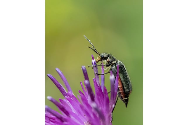 A Soft Winged Flower Beetle captured at Studley Royal, Ripon.