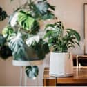 Vitesy introduces the only natural and sustainable air purifier in the market today, Natede Smart.