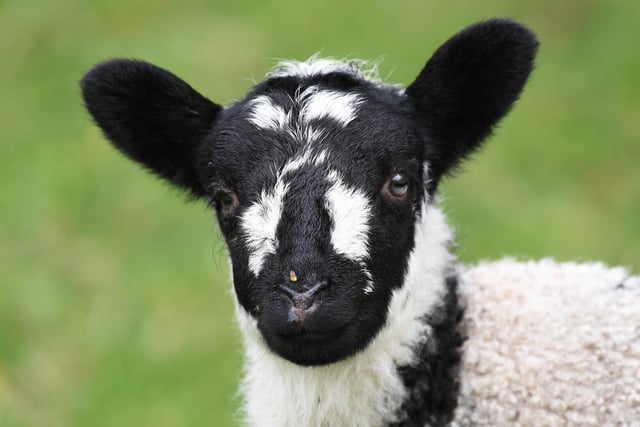A lamb enjoying the spring sunshine in a field just outside the village of Summerbridge in Harrogate