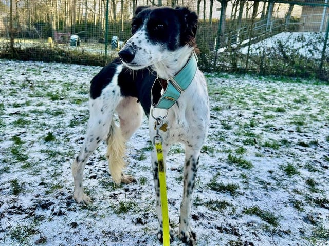 Domino is a five-year-old Saluki Cross, a shy girl who is very nervous around people she does not know and unfamiliar surroundings. She is slowly coming out of her shell and has bonded well with the staff at the centre. Domino will need patient adopters who will keep her safe while slowly building her confidence.