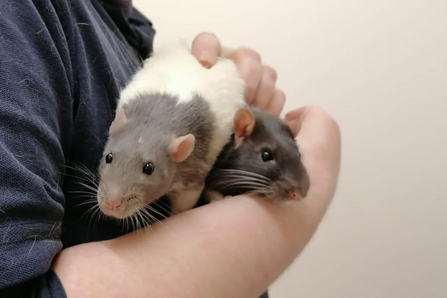 Mo and Jito are rats who are sweet boys that came to the centre via an inspector after their needs were not getting met. Once they are out of their cage they are friendly but they can be a bit protective when they are in their cage. They could live with experienced children aged 13 years and over.
