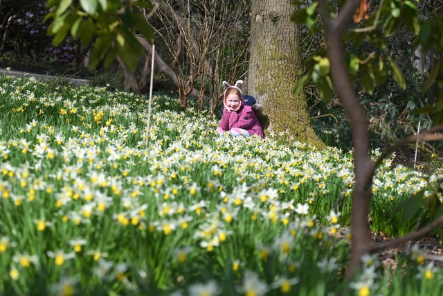Evie Firth (aged seven) getting into the Easter spirit with her bunny ears in the daffodils on the hunt for the giant eggs