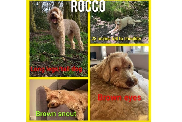 Rocco is a neutered male Labradoodle who went missing. Contact Busters Animal SOS Team West Yorkshire in confidence or ring 07931 175135. Owners have offered a reward for the finder.