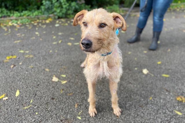 Albert is a three-year-old Deerhound cross who is a really sweet dog who came to the centre via the local dog warden as he was found in a terrible state. Albert is a very gentle boy and he absolutely loves a fuss and will always lean on you for snuggles. He is looking forward to going on lots of adventures and enjoy being part of a loving family.