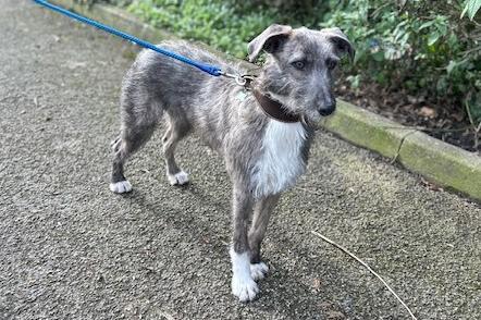 Drizzle is a 12-month-old Lurcher who is a sweet boy that came to the centre via the local dog warden. Drizzle is a great dog who has been very friendly with everyone whilst at the centre. He is young, fit and active and just loves to be out and about enjoying his exercise. Drizzle would benefit from some further training as he can get over excited and forget his manners but he is keen to learn and has so much potential, he just needs the right family to help him along the way.