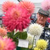 A visitor viewing the beautiful dahlia's on display at the show