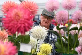 A visitor viewing the beautiful dahlia's on display at the show