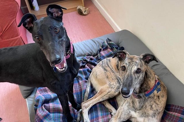 Triton and Ocean both came to the centre via an inspector along with many other greyhounds after they were found in an absolutely horrific condition. They were paired together and they bonded straight away - it was love at first sight. They have been together ever since and their bond has just grown and grown. Ocean literally follows Triton around everywhere and staff at the centre feel it would be fabulous if they were able to be rehomed together.