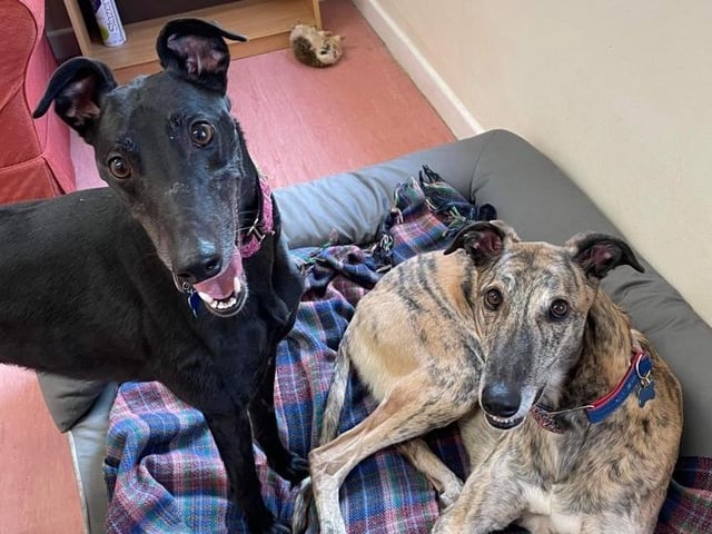 Triton and Ocean both came to the centre via an inspector along with many other greyhounds after they were found in an absolutely horrific condition. They were paired together and they bonded straight away - it was love at first sight. They have been together ever since and their bond has just grown and grown. Ocean literally follows Triton around everywhere and staff at the centre feel it would be fabulous if they were able to be rehomed together.