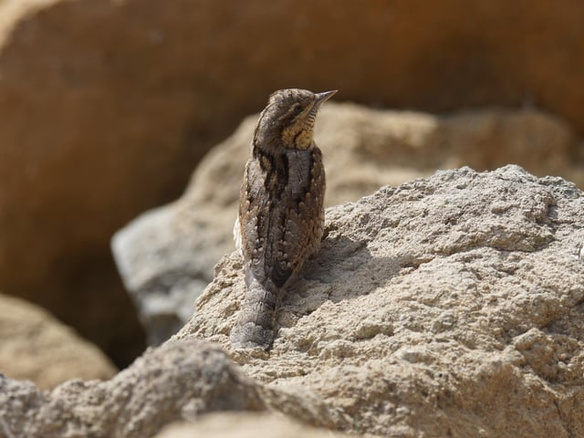 Wryneck pictured during a visit to Spurn Point Nature Reserve, by Jonathan Marshall.