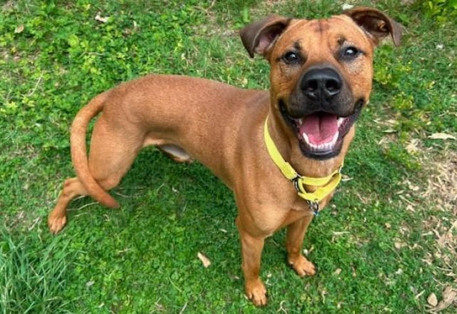 Newt is a two-year-old Large Crossbreed who is a sweet but shy boy that came to the centre via an inspector. Newt was rescued from appalling conditions after he was found living in a squalid property along with a few other dogs. He has come such a long way from the traumatised dog that arrived in the van. The staff have even had to teach him how to play as he was even scared of toys when he first arrived. Newt will need understanding adopters who will give him the time and patience he needs to settle in to a home. He loves to lean in to his people and get cuddles which helps him feel secure.