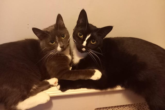 Luna and Badger get cosy for a family photograph.